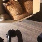 Defending his domain