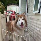 Leaked footage of a prototype T-1000