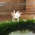 🔥 Baby axolotl 🔥