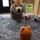 Shiba Inu argumenting at a toy :D