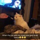 Brain Freeze cat does best Hillary Clinton impersonation ever.