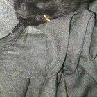 Pure love. I was sitting minding my own business when this little fluff ball decided to come cuddle....