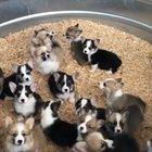 Corgi Puppies !