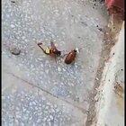 What this wasp does to this cockroach