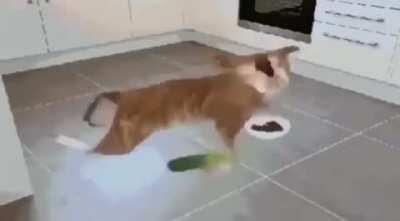 I found this on discord, I thought it was hecking funny