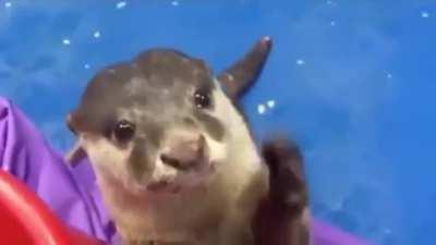 Will you please do that one petting thing on my head!!!???