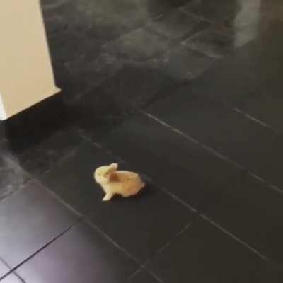 Fox getting startled by a tiny bun.