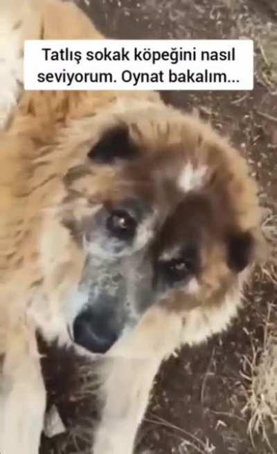 WCGW petting a cute doggie