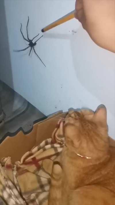 The Spider Vs The Cat.