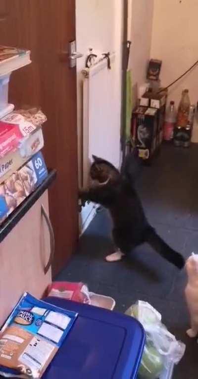 My cat casually opening a door