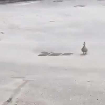 Ducklings fall through a drain