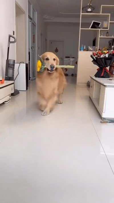 Gallant well-mannered guy with Flower