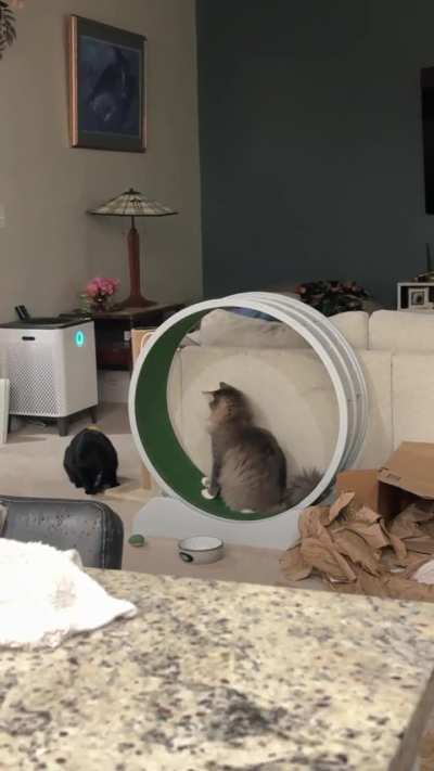 We recently discovered that Nimbus wanted to use the cat treadmill but was too big. Hilariously so.