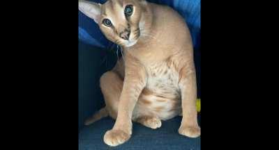 Big floppa edit I made