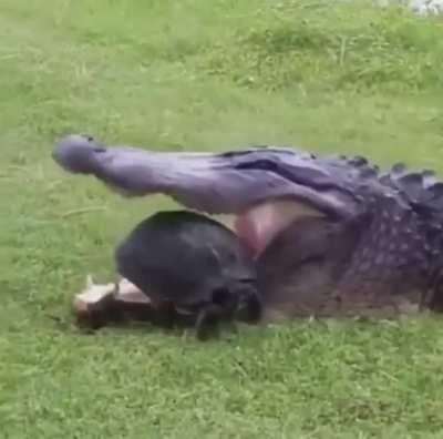 This turtles grand escape