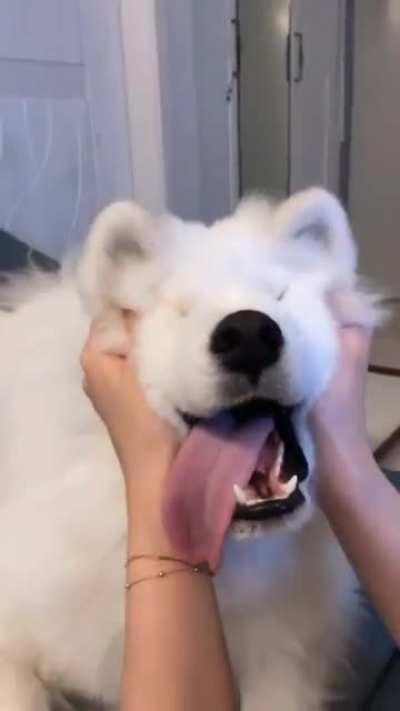 Adorable dog ( last try to get in recap )