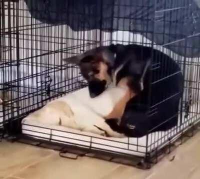 Oh, my heart! This is so precious! 🥺☺