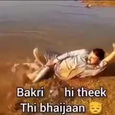 Paxis🐐 yearn for Bongla🐟