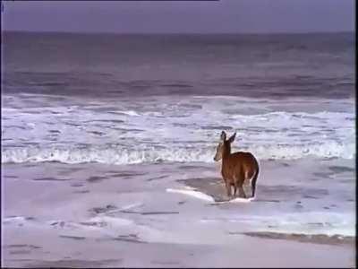 🔥 Beach day for this deer