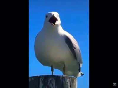 Ho trovato questo mini-video di tre secondi su youtube e ho pensato che ci si potrebbero fare tanti memes; se vi interessa, il video si chiama 