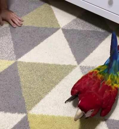 Monty the Macaw loves to play with daddy