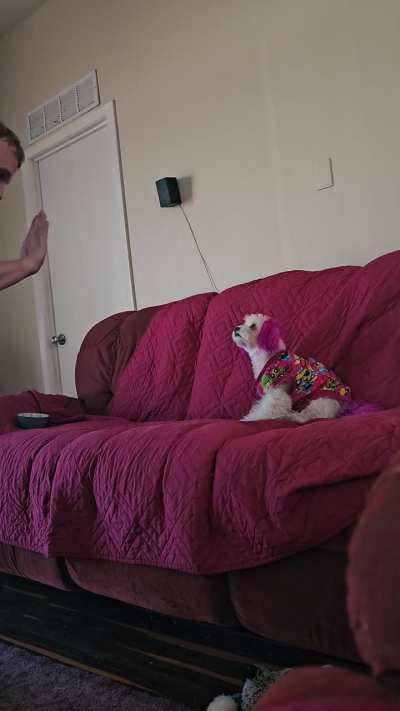 Everyone always waves to Boba, so I thought she should learn to wave back.