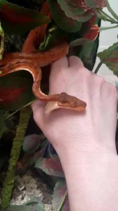 I love my new snake. I think she loves me too