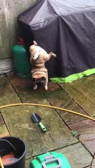 MY PUG PABLO DOING A HANDSTAND