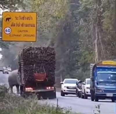 Elephants in Cambodia have learned to exploit their right of way and stop passing sugar cane trucks to steal a snack.
