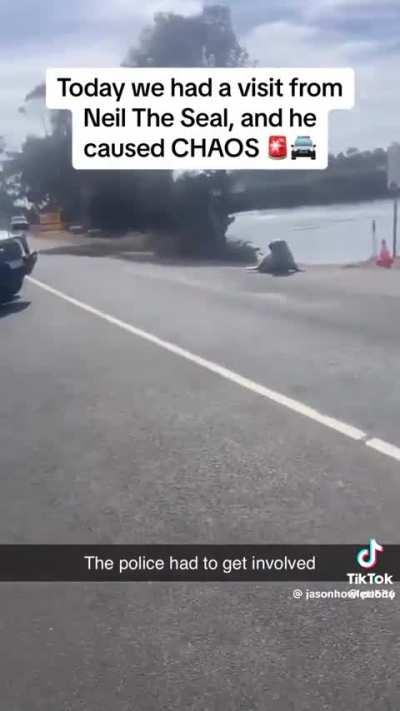 Neil the juvenile elephant seal has a run-in with the fuzz