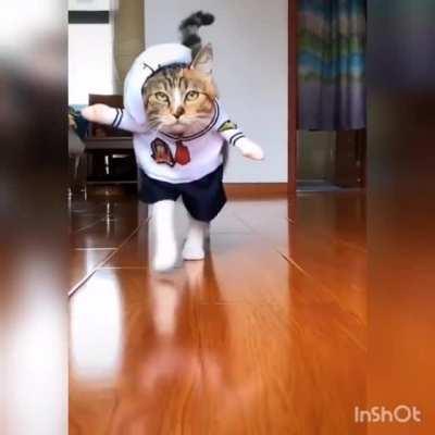 Cat Fashion Runway.