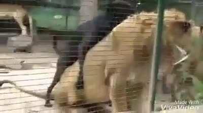 That is one determined dog...