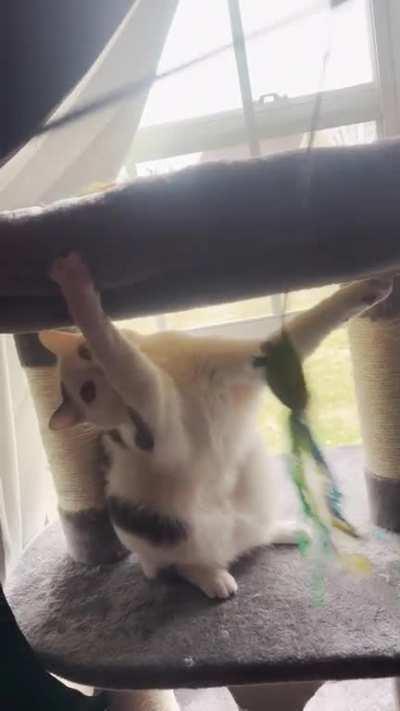 My son got his claws stuck on each side of the cat tower