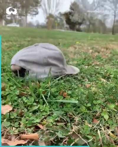 That's a weird turtle