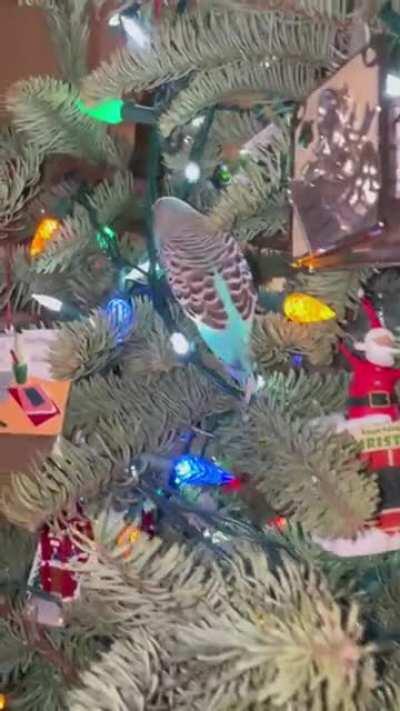 Sky the Christmas tree climbing budgie❤️🧗‍♂️🎄