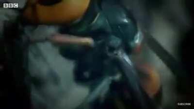 30 Giant Hornets massacre more than 30.000 honeybees to get to their larvae