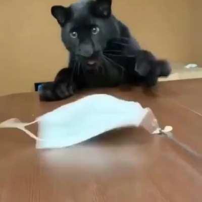 Big or small, cats will always be cats...