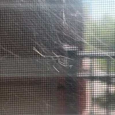 Watching the spider that lives in my window catch a fruit fly