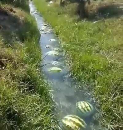 in a whimsical journey