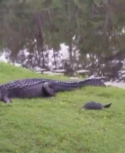 Turtle- 1 alligator- 0