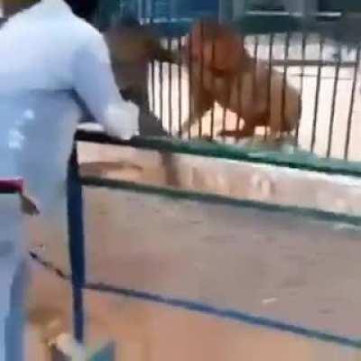 Teasing the Lion at the zoo, Lion decides to teach him a lesson.