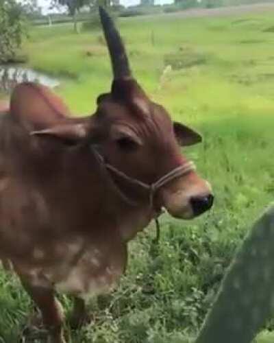 Brasil: Where even unicorns are real.