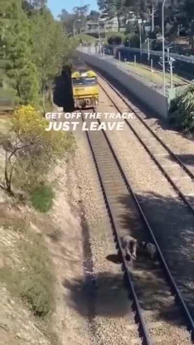 Man saves dog from oncoming train