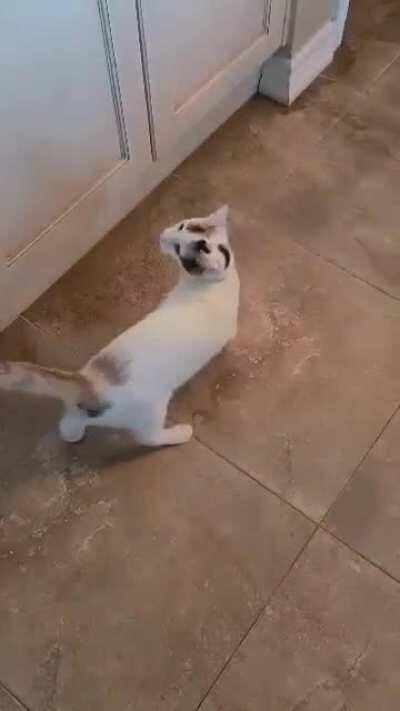 the second i take the food out of the pantry she Begins