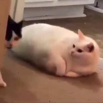 Oh lawd who feedin them?