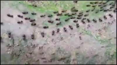 Почти как мы