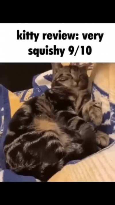kitty review