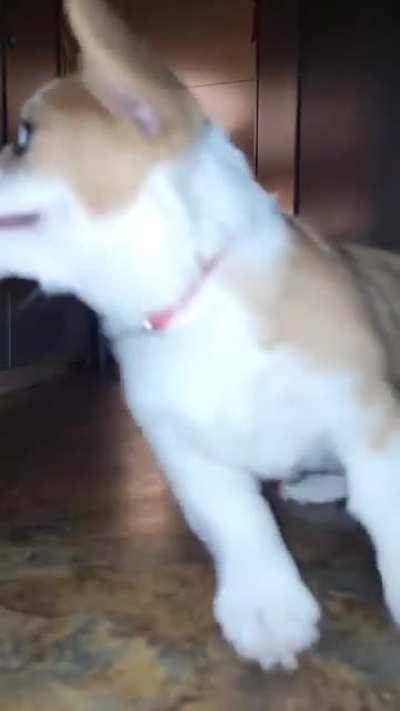 Miss her floppy puppy ears!