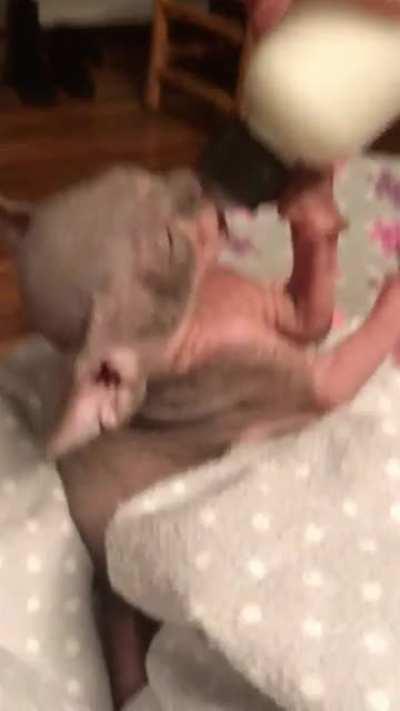 Gracie loves it when I help her.