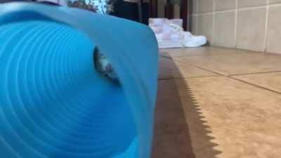 Please enjoy this video of Bebop doing...whatever this is 😂